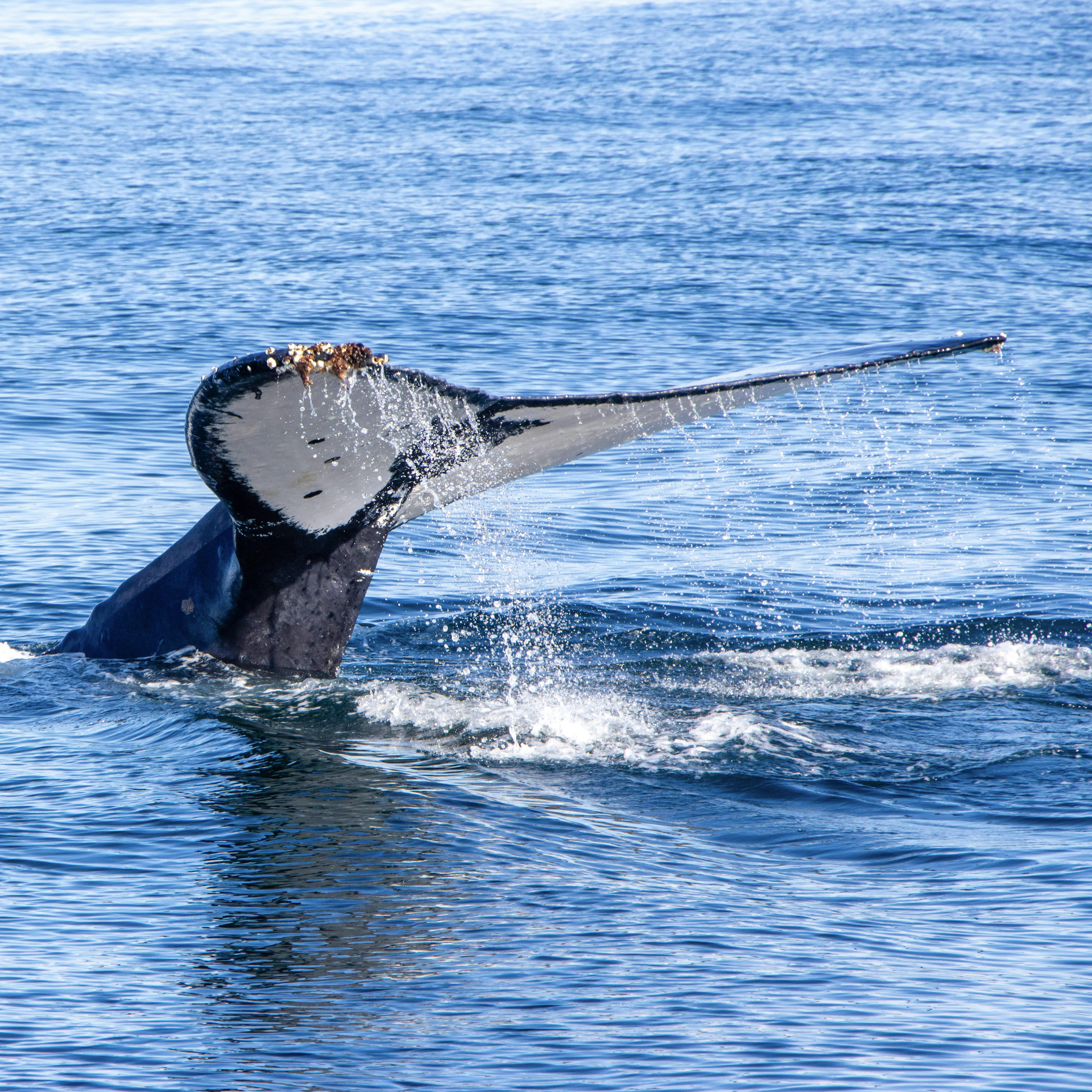 Wildlife You Might See on Your Charter