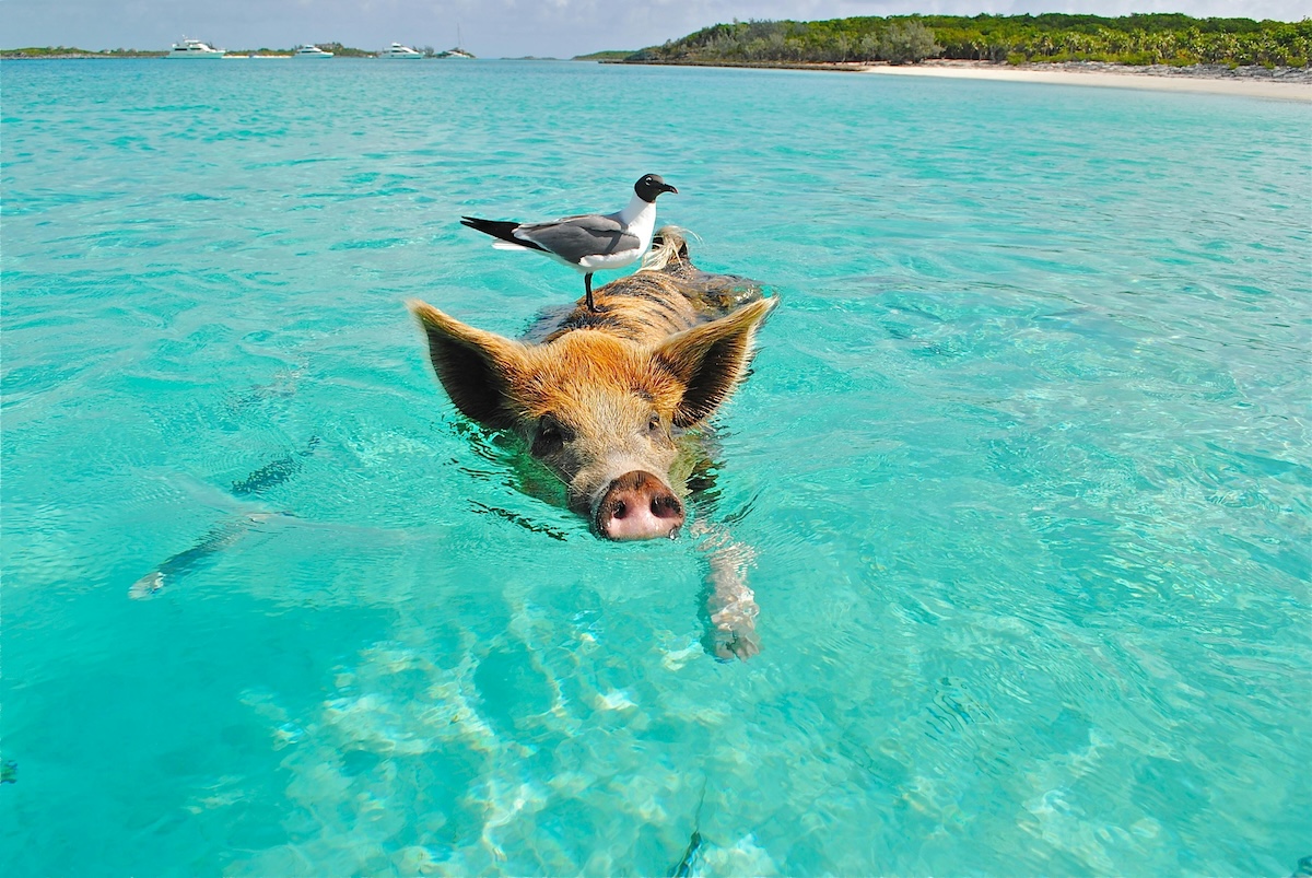 How to Plan a Yacht Charter to the Bahamas from Florida